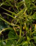 Image result for Cyperus chersinus