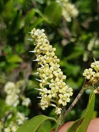 Image result for Rinorea angustifolia