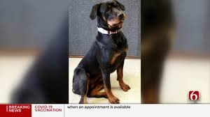 The pets adoption app is a true miracle and rescue many animals. Tulsa Spca Offers Program To Help New Pet Owners