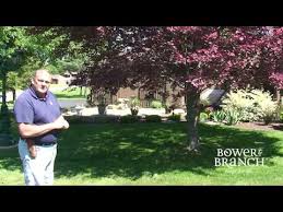 We live in towson in balto co. Tricolor European Beech Bower Branch