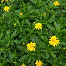 Image result for Euryops