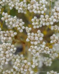 Image result for Dipcadi vaginatum