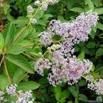 Choose a position out of strong winds where the soil is not. Ceanothus Lemon And Lime