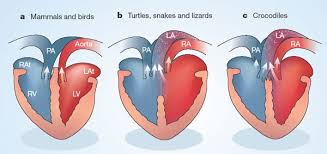In the mammal heart, the oxygenated and deoxygenated blood is not allowed to mix, and this is achieved by the separation of the heart into the right side and left a side. Warm Hearted Crocs Nature
