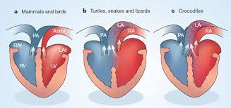 A loop from the heart goes to the pulmonary capillary beds, where gas exchange occurs. Warm Hearted Crocs Nature