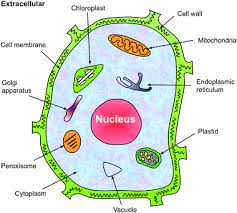 Check spelling or type a new query. Iloc Plant A Multi Label Classifier For Predicting The Subcellular Localization Of Plant Proteins With Both Single And Multiple Sites Molecular Biosystems Rsc Publishing Doi 10 1039 C1mb05232b