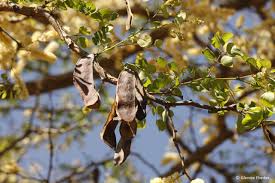 Image result for Acacia nigrescens