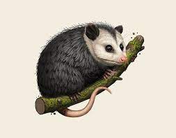 Pin By Melissa Petersen On Possum Opossum Baby Possum Awesome Possum