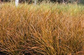 Carex Testacea Landscape Plans Plants Grass