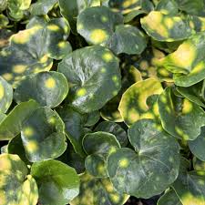 Image result for Farfugium japonicum
