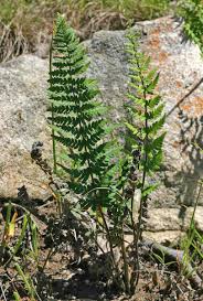 Image result for Cheilanthes inaequalis