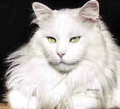 Find images of maine coon. Pin On Cats