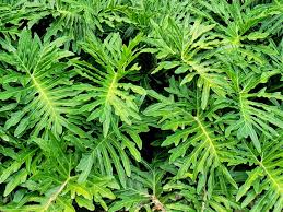 Image result for Thaumatophyllum bipinnatifidum