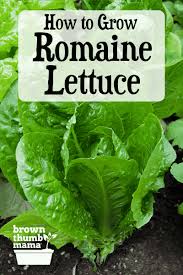 Growing romaine lettuce from seed. How To Plant Grow Romaine Lettuce Brown Thumb Mama
