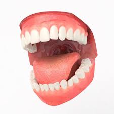 Aaamouth Mouth Teeth 3d Model 3d Model 3d Model Model Mouth