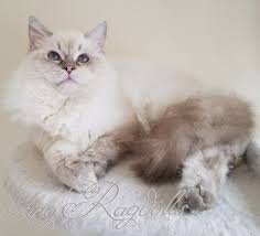 Seal Point Lynx Ragdoll Ragdoll Cat F2 Savannah Cat Cats And Kittens