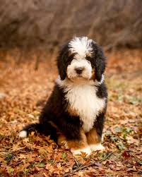 Black And White Aussiedoodle Full Grown Hard Work Being This Adorable Beautiful Tricolor Bernedoodle Puppy Bernedoodle Puppy Dog Breeds Puppies