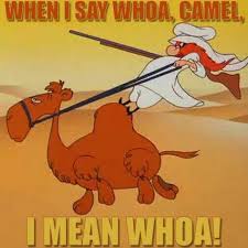 Sariska, sawai madhopur , shekhawati, udaipur, aligarh.more. 760 Roadrunner Humor Ideas Classic Cartoons Old Cartoons Saturday Morning Cartoons