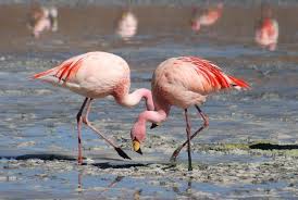 ✓ free for commercial use ✓ high quality images. Flamingos Wikipedia