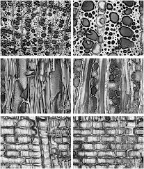 Image result for Tarchonanthus trilobus