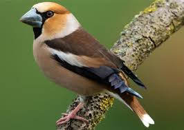 Red Birds Of East Texas 21 Most Common Feeder Birds In Europe Id Guide Bird Watching Hq In 2020 Common Birds Birds Bird Identification