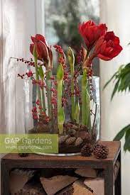 Die amaryllis braucht im glas nicht viel pflege, sie darf nur nicht austrocknen oder zu nass stehen. Bildergebnis Fur Amaryllis Im Glas Weihnachtsdekoration Deko Weihnachten Deko Winter Weihnachten