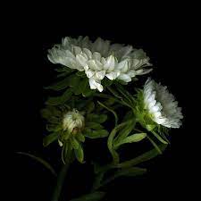 The All White Asters Still Life Flowers White Flowers Black Background Photography