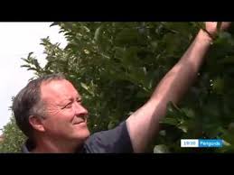 Pres De 1000 Saisonniers Recherches Pour La Cueillette De Pommes Youtube