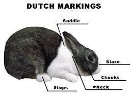 about dutch rabbits