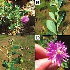 Image result for Corbichonia rubriviolacea