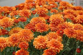 We did not find results for: Late Bloomers What Are The Best Fall Perennials Neighborscape