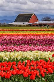 Unfortunately it is only for the month of april so make sure that you go out and do it! 8 Skagit Valley Tulip Festival Ideas Skagit Valley Tulip Festival Skagit Valley Tulip Festival