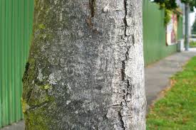 Der anstrich erhöht die widerstandskraft der rinde und des stammes. Weissanstrich Nicht Nur An Obstbaumen