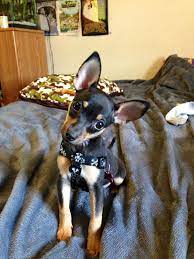 Corgi/chihuahua mix (cae > williston sc ) pic hide this posting restore restore this posting. Pin By Cheyenne Campbell On Cute Miniature Pinscher Dog Pet Mice Puppies And Kitties