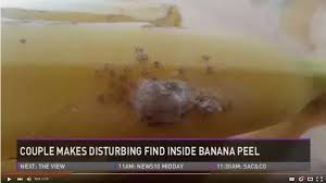 We did not find results for: Can There Be Spider Eggs In Bananas Quora