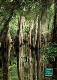 Caddo Lake State Park Caddo Lake State Park State Parks Texas State Parks