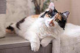 Calico Cat & Kitten Breed Info| Petfinder