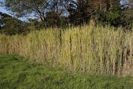 Image result for Echinochloa pyramidalis