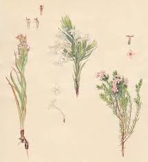 Image result for Gnidia fastigiata