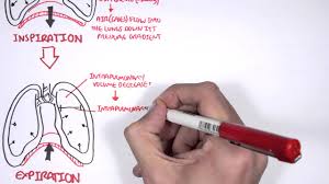 Mechanism Of Breathing