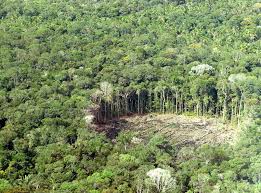Pin En Paisaje Calido Selva