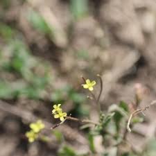 Image result for Erucastrum arabicum