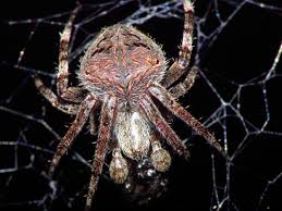 The meaning might differ depending on who you ask but either way, it looks great. Spider And Spider Web Tattoo Designs And Meanings Tatring
