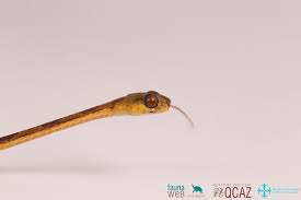 Image result for Imantodes chocoensis