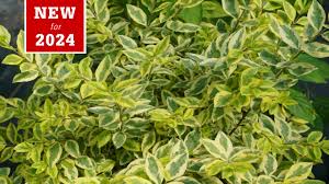 Image result for Craspedorhachis