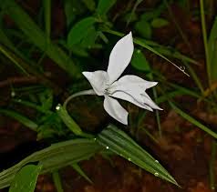 Image result for Savannosiphon euryphyllus