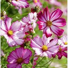 Cosmos Seeds Picotee Flower Seeds In Packets Bulk Eden Brothers Cosmos Flowers Flower Seeds Flower Seeds Online