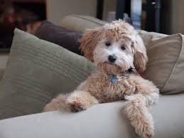 Why buy a goldendoodle puppy for sale if you can adopt and save a life? Mini Goldendoodle Wisconsin Mini Goldendoodle