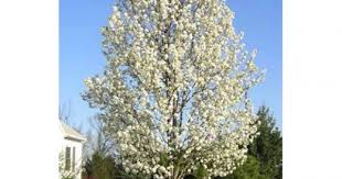 We did not find results for: Pyrus Calleryana Cleveland Select Ornamental Pear