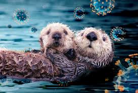 Otter is where conversations live. Adorable Sea Otters Are The Latest Animal To Fall Victim To The Novel Coronavirus Salon Com